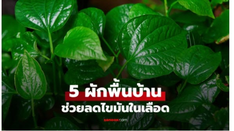  ผักพื้นบ้าน ลดไขมันในเลือด ของดีใกล้ตัว มีอะไรบ้างมาดูกัน