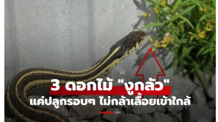 ไม้ดอก  ที่ทำให้ งูกลัว ไม่กล้าเลื้อยเข้าบ้าน แค่ปลูกไว้รั้วบ้านก็ได้ผล