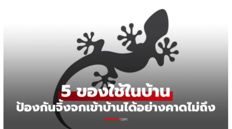 ของใช้ในบ้านที่ช่วยป้องกันจิ้งจก เข้าบ้านได้อย่างคาดไม่ถึง