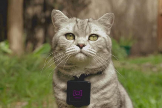 Catstacam อุปกรณ์สำหรับคนรักแมว