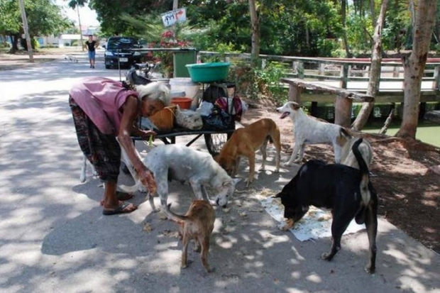 เธอคือนางฟ้าของหมาวัด